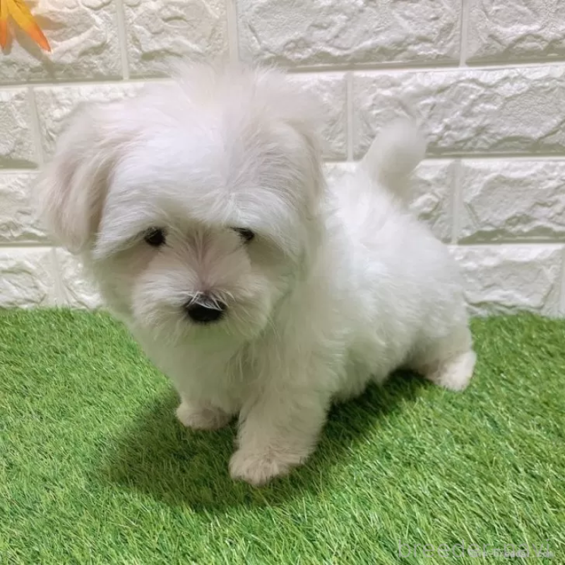 成約済の愛知県のマルチーズ-445369の5枚目