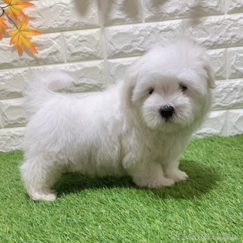 成約済の愛知県のマルチーズ-445369の4枚目