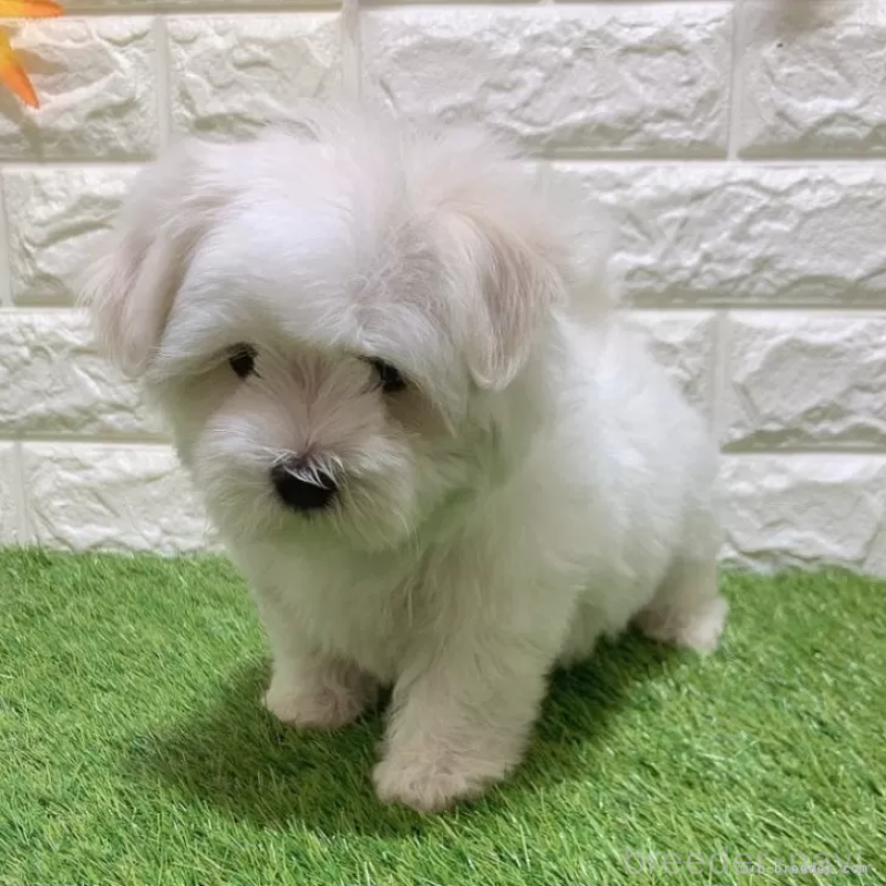 成約済の愛知県のマルチーズ-445369の3枚目