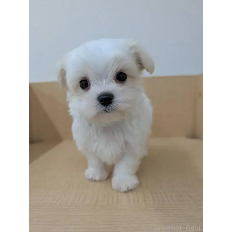 販売中の北海道のマルチーズ-450989