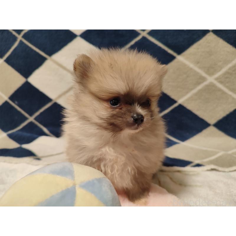 販売中の岡山県のポメラニアン-447339の10枚目