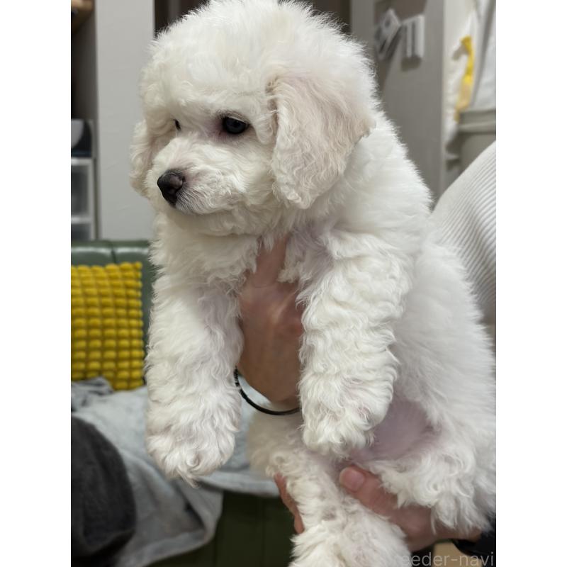 成約済の滋賀県のビションフリーゼ-442624の6枚目