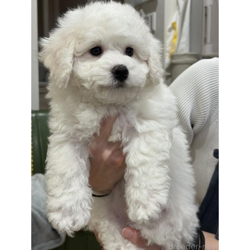 成約済の滋賀県のビションフリーゼ-442624の5枚目