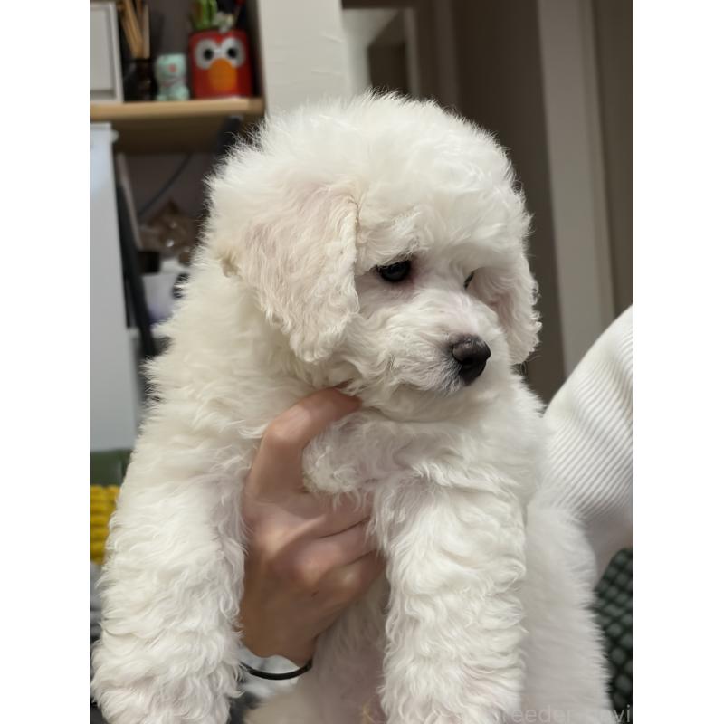 成約済の滋賀県のビションフリーゼ-442624の4枚目