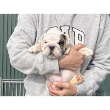 ♀︎ブルドッグ