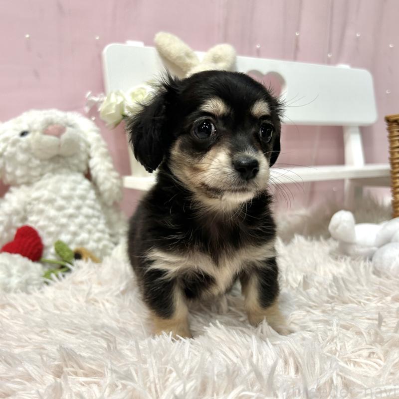 販売中の栃木県のチワックス:チワワ×ミニチュアダックスフンド-445921