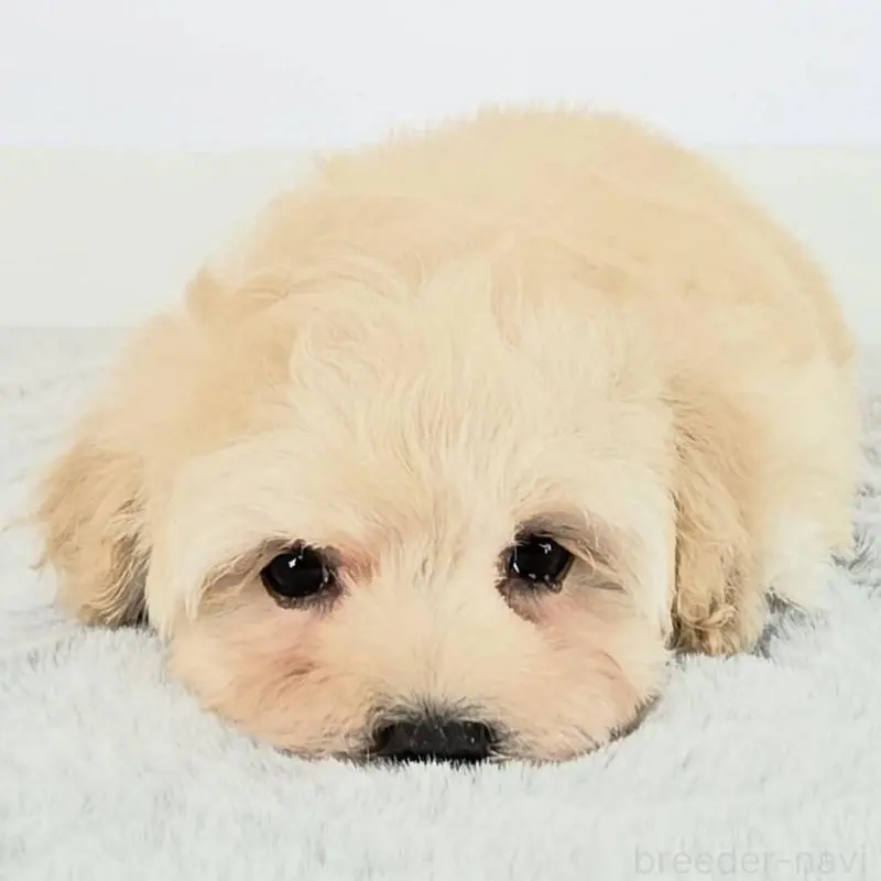 販売中の茨城県のマルプー:マルチーズ×トイプードル-451007の6枚目