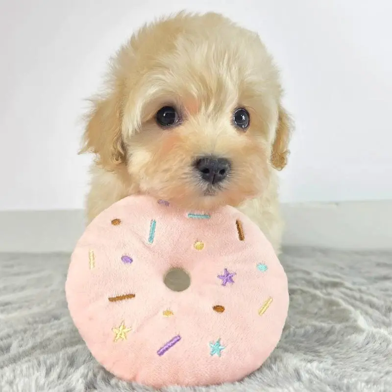 販売中の茨城県のマルプー:マルチーズ×トイプードル-451007の4枚目