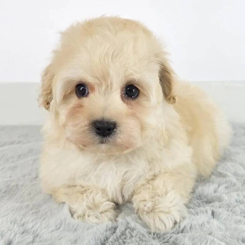 販売中の茨城県のマルプー:マルチーズ×トイプードル-451007の2枚目