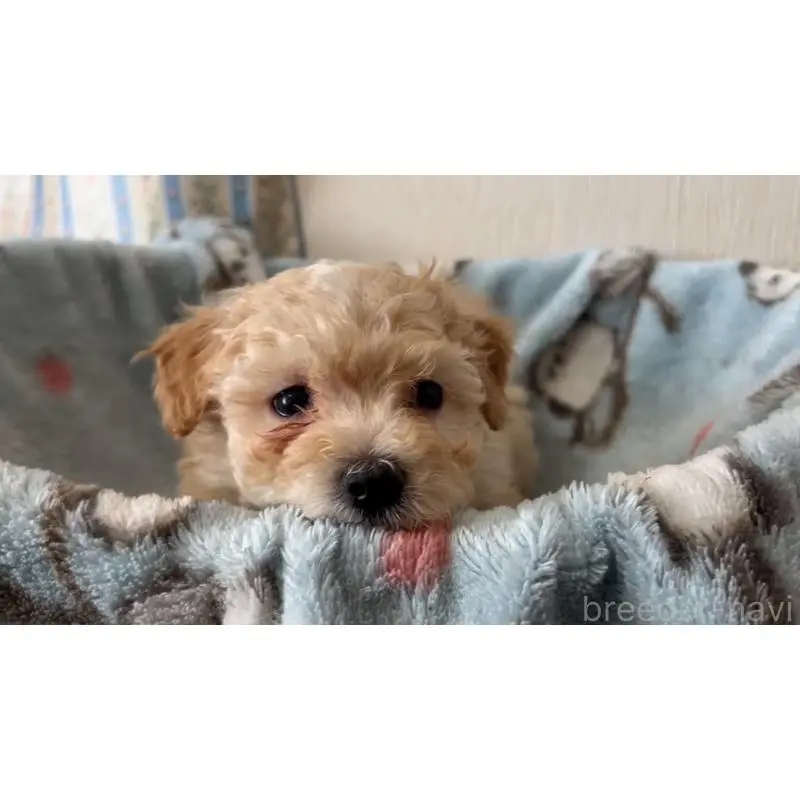 販売中の岡山県のマルプー:マルチーズ×トイプードル-451008の3枚目