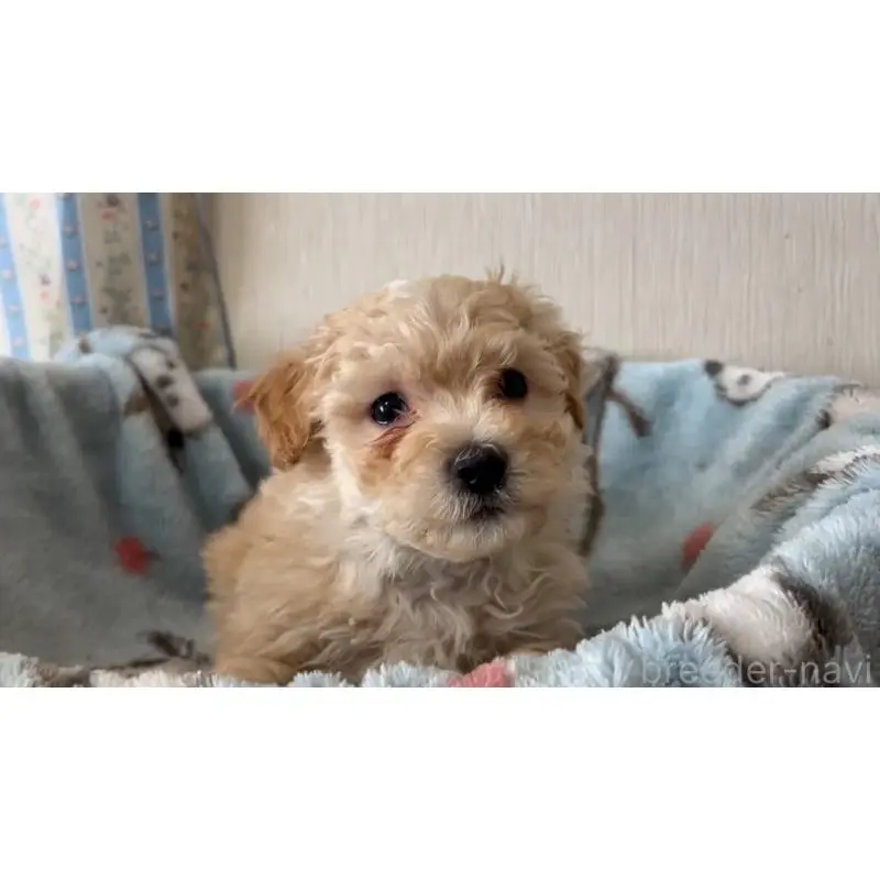 販売中の岡山県のマルプー:マルチーズ×トイプードル-451008の2枚目