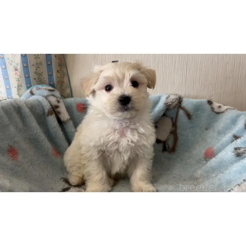 販売中の岡山県のマルプー:マルチーズ×トイプードル-451011の4枚目