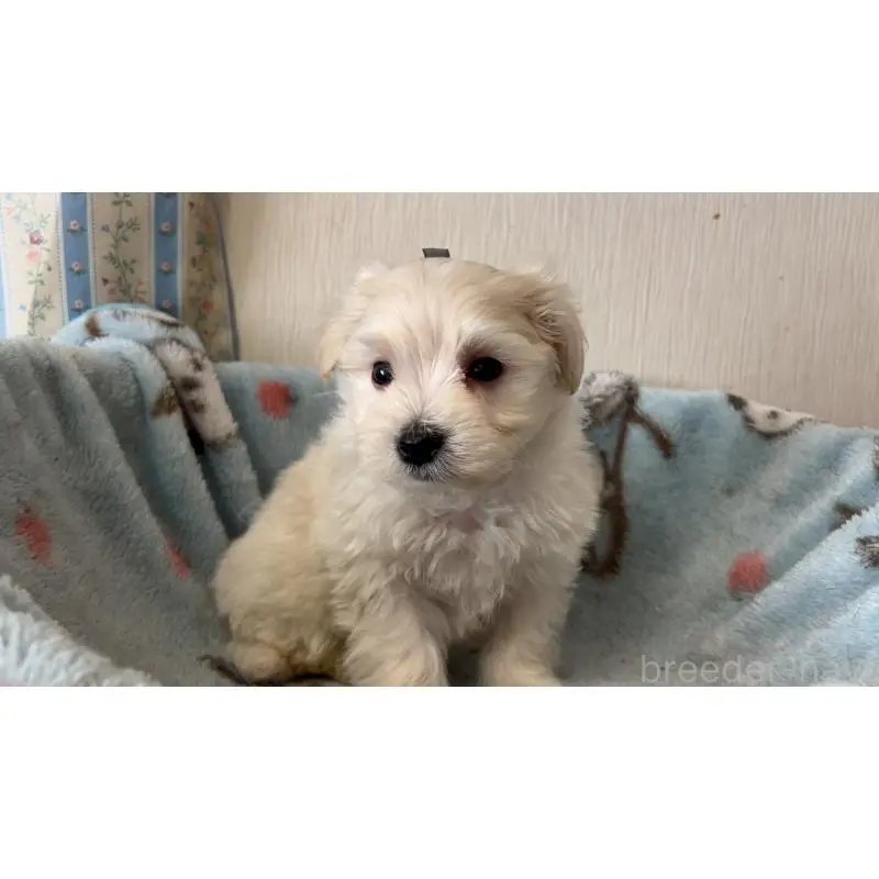 販売中の岡山県のマルプー:マルチーズ×トイプードル-451011の3枚目