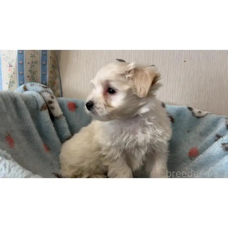 販売中の岡山県のマルプー:マルチーズ×トイプードル-451011の2枚目