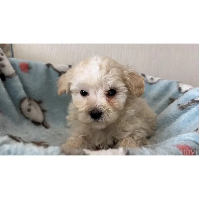 販売中の岡山県のマルプー:マルチーズ×トイプードル-451014の2枚目