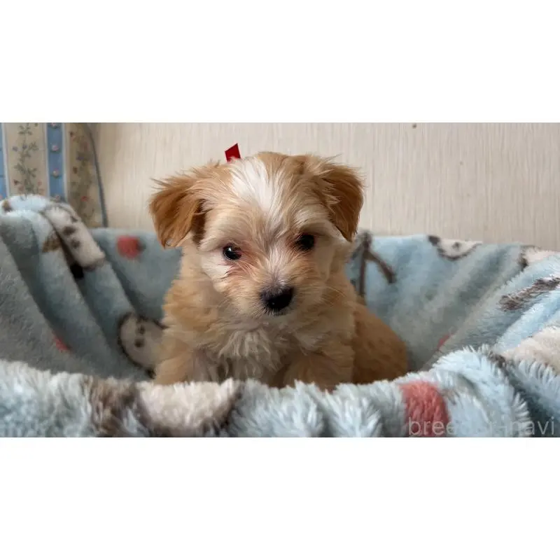 販売中の岡山県のマルプー:マルチーズ×トイプードル-451015の4枚目