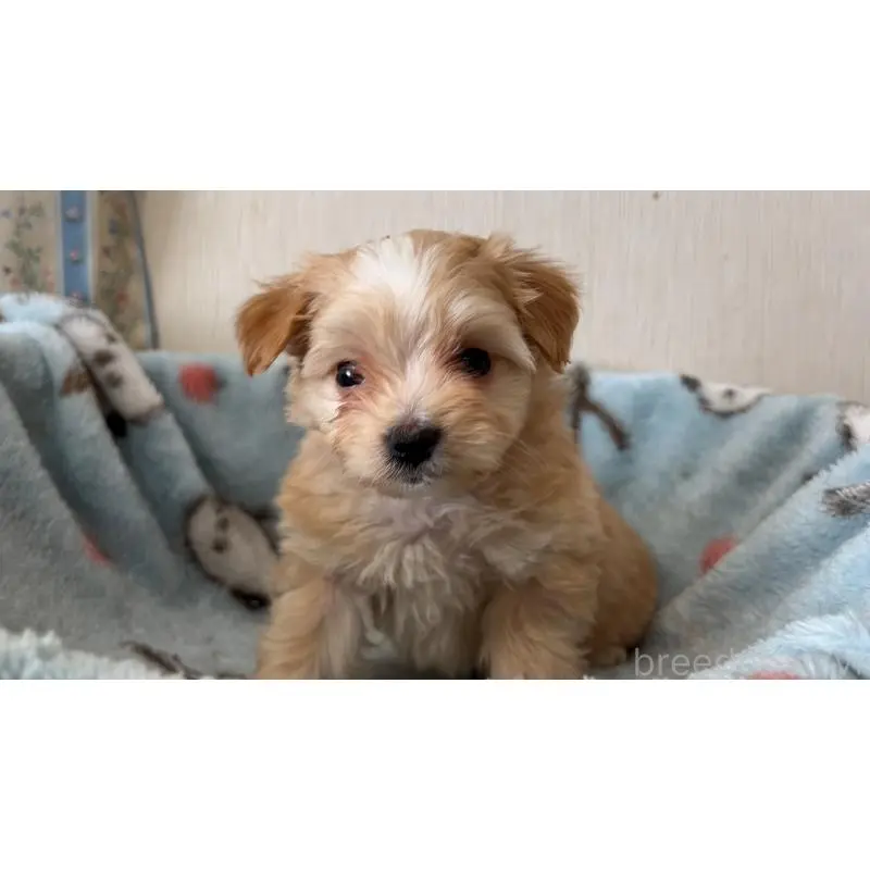 販売中の岡山県のマルプー:マルチーズ×トイプードル-451015の3枚目