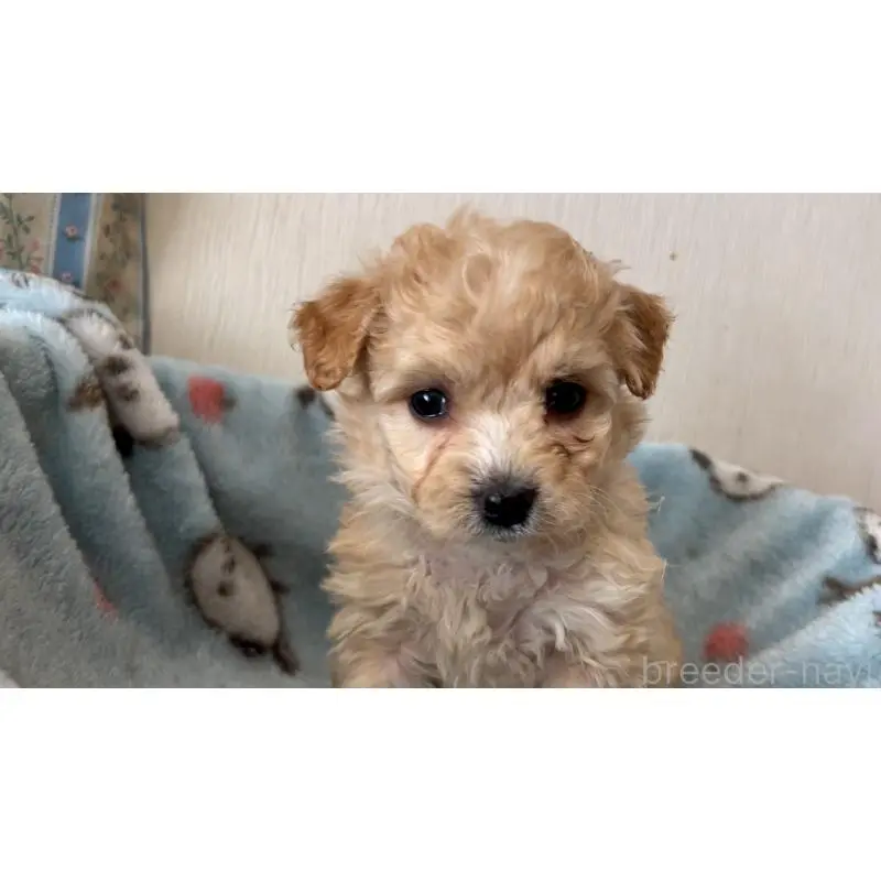 販売中の岡山県のマルプー:マルチーズ×トイプードル-451018の3枚目