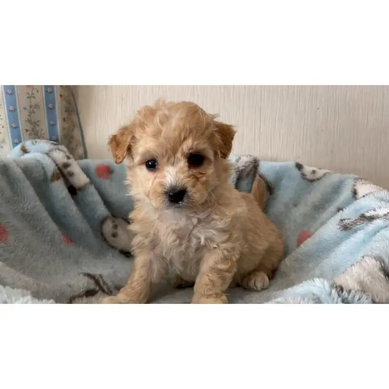 販売中の岡山県のマルプー:マルチーズ×トイプードル-451018の2枚目