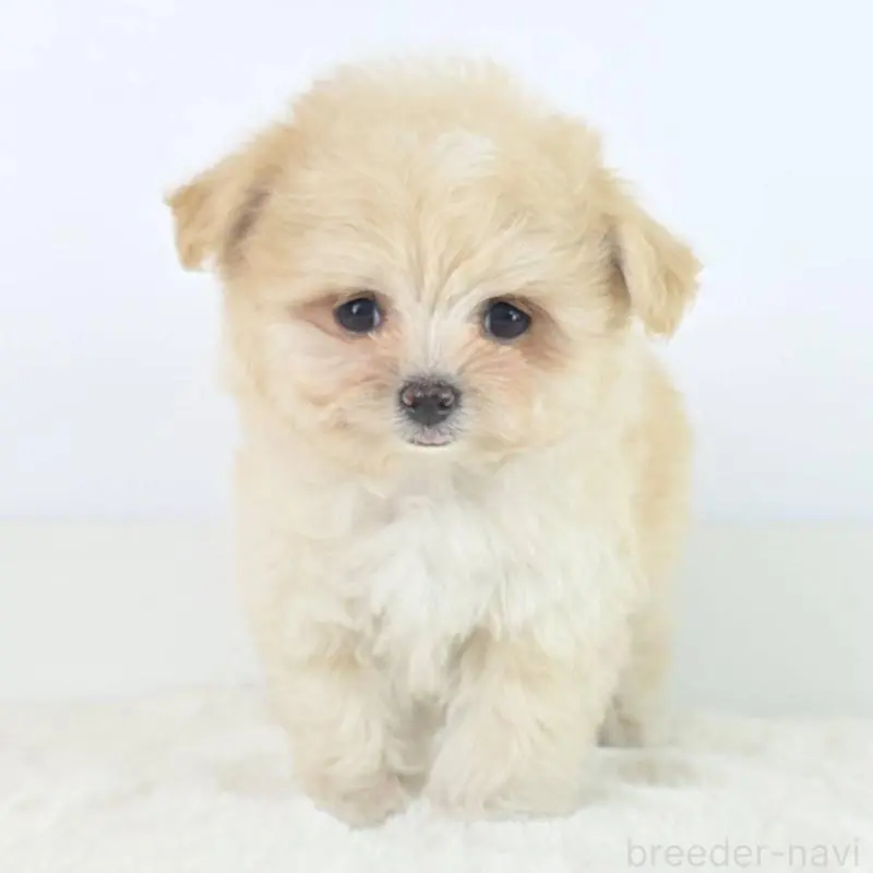 販売中の茨城県のミックス犬-451021の6枚目