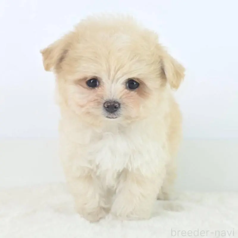 販売中の茨城県のミックス犬-451021の4枚目