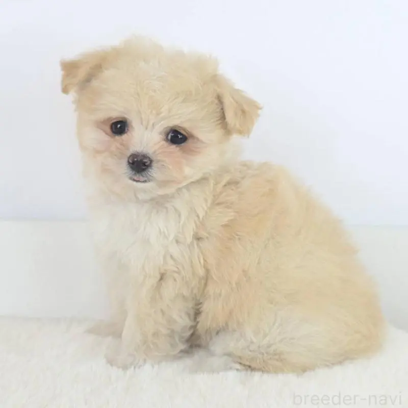 販売中の茨城県のミックス犬-451021の3枚目