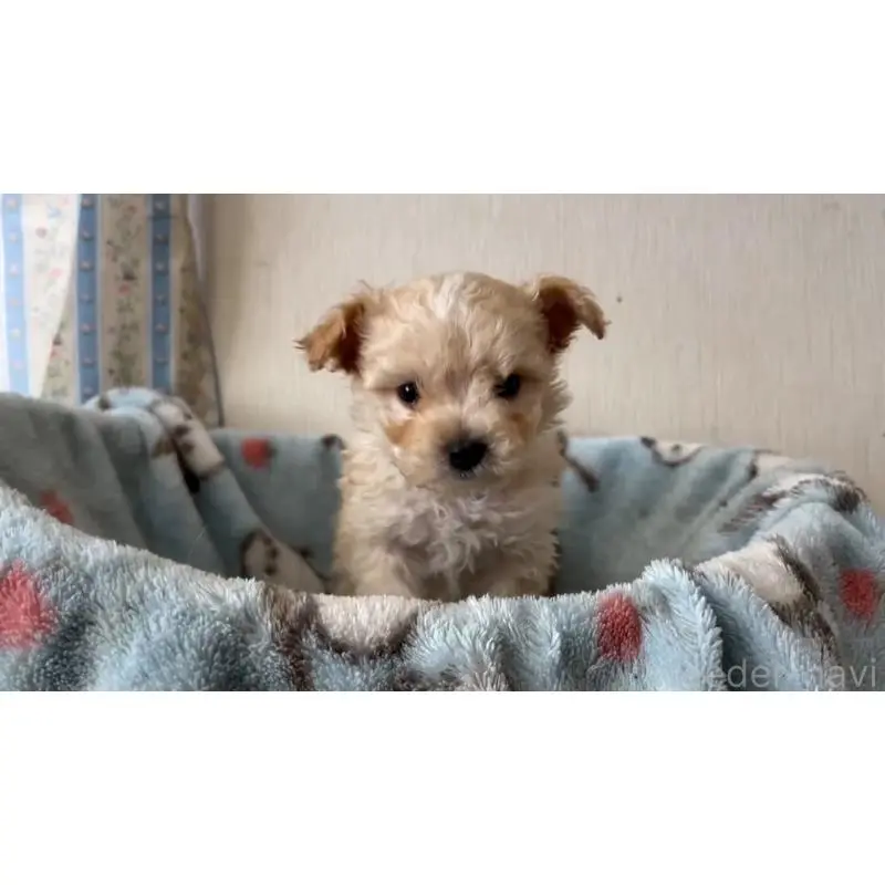 販売中の岡山県のミックス犬-451020の5枚目