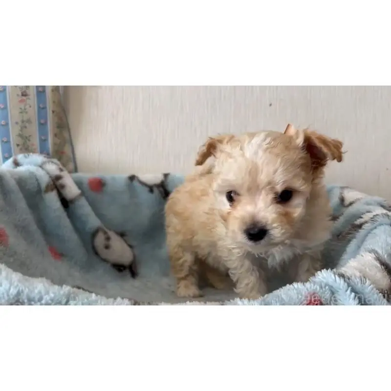 販売中の岡山県のミックス犬-451020の4枚目