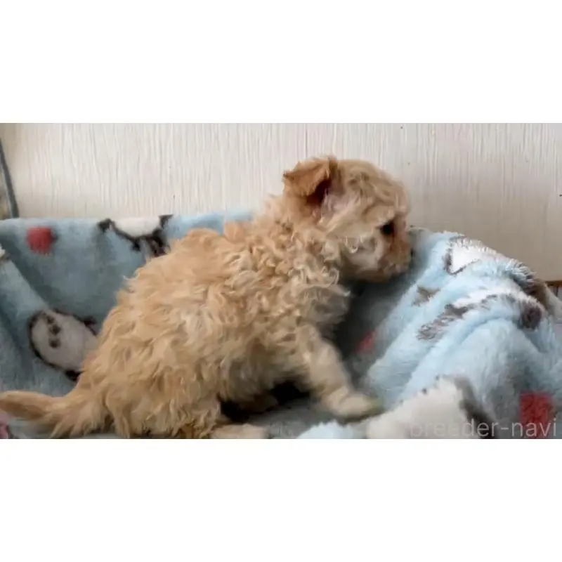 販売中の岡山県のミックス犬-451020の3枚目