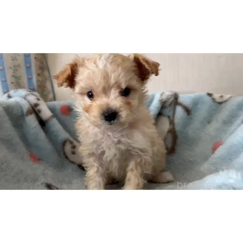 販売中の岡山県のミックス犬-451020の2枚目