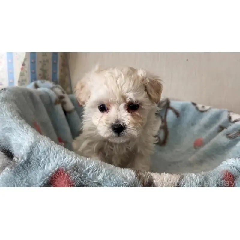 販売中の岡山県のマルプー:マルチーズ×トイプードル-451022の4枚目