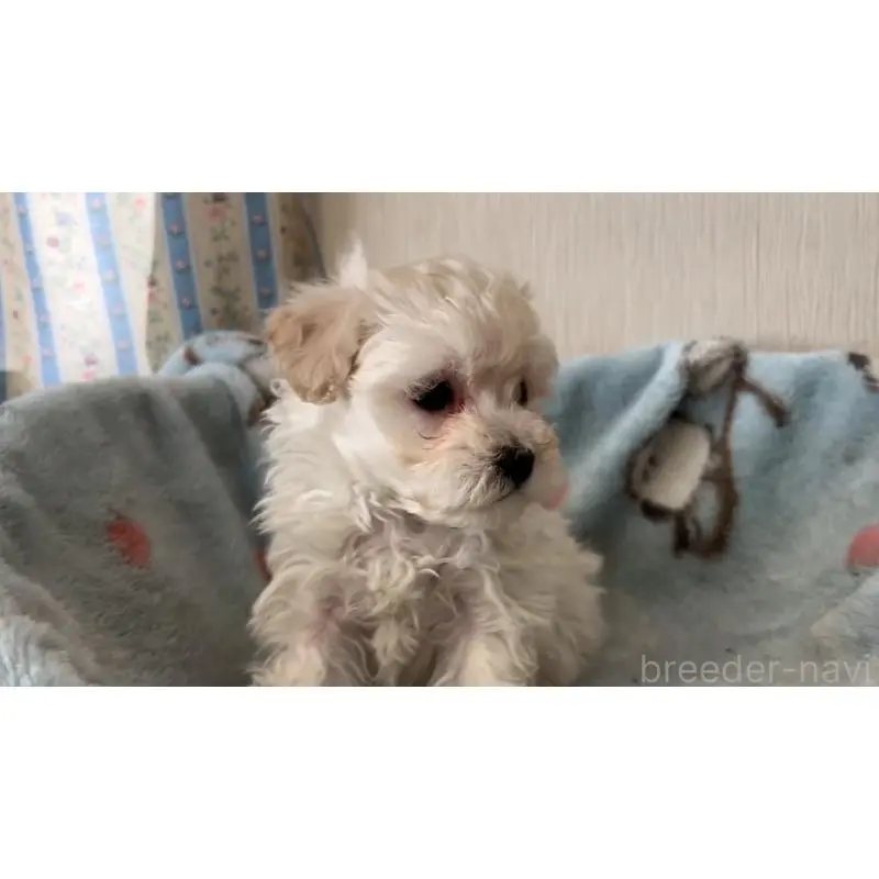 販売中の岡山県のマルプー:マルチーズ×トイプードル-451022の3枚目