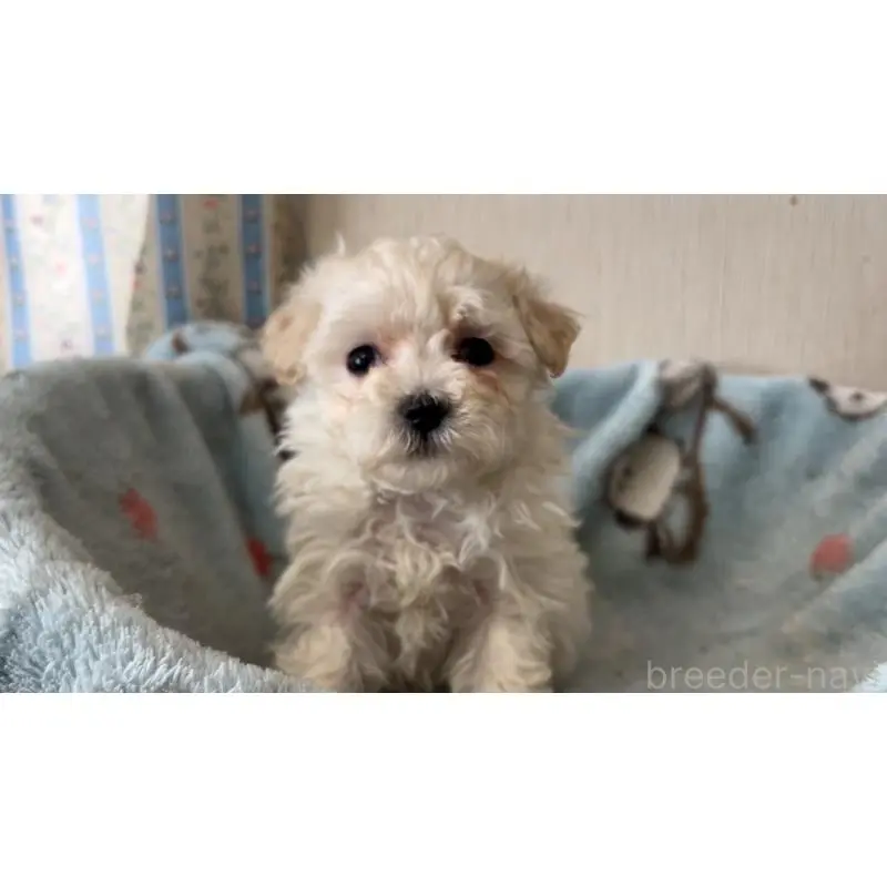 販売中の岡山県のマルプー:マルチーズ×トイプードル-451022の2枚目