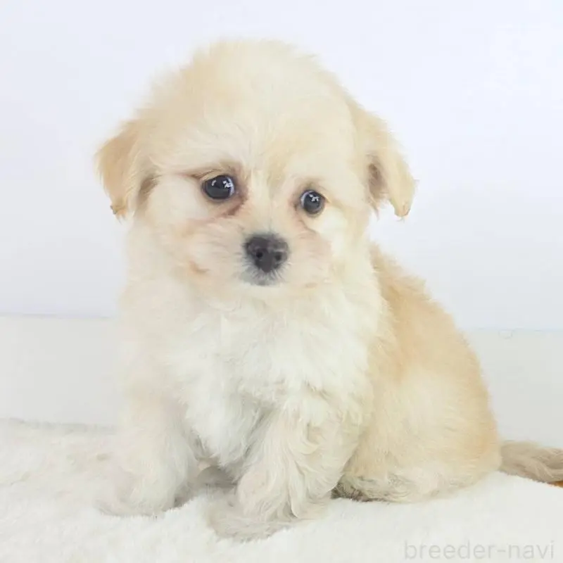 販売中の茨城県のミックス犬-451023の6枚目