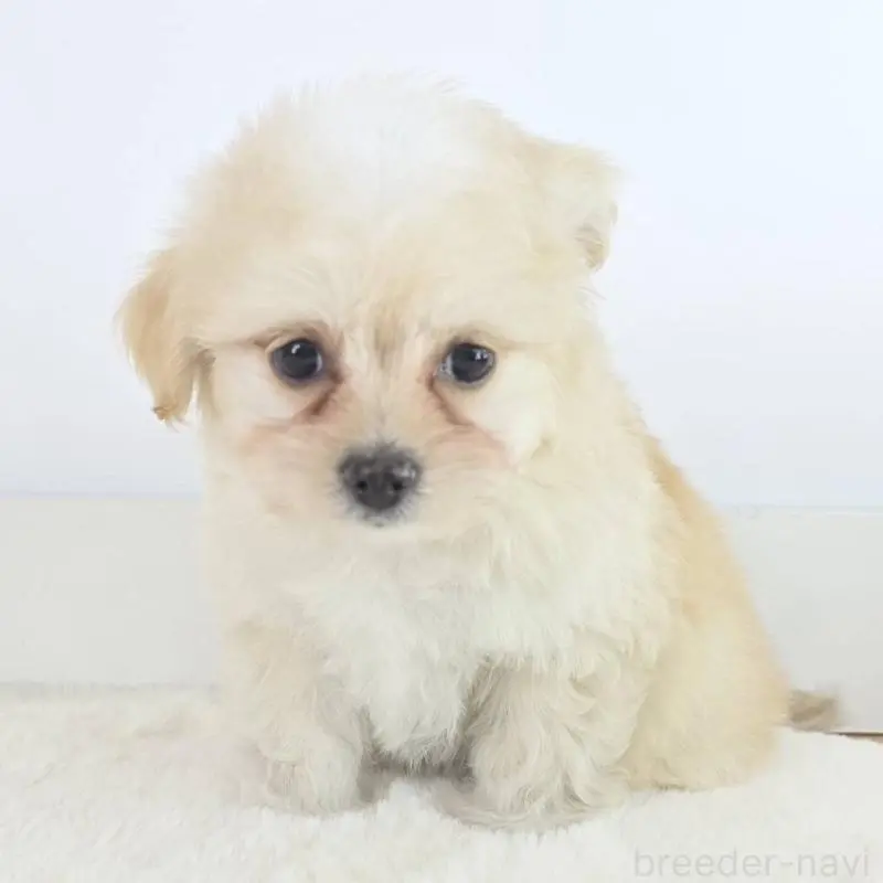 販売中の茨城県のミックス犬-451023の5枚目