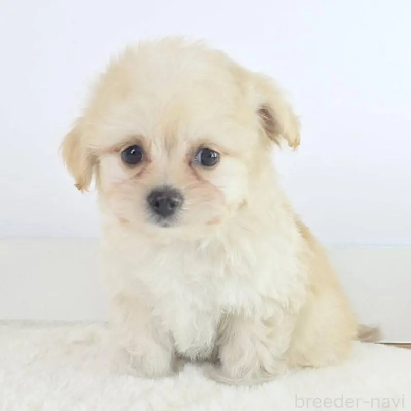 販売中の茨城県のミックス犬-451023の4枚目