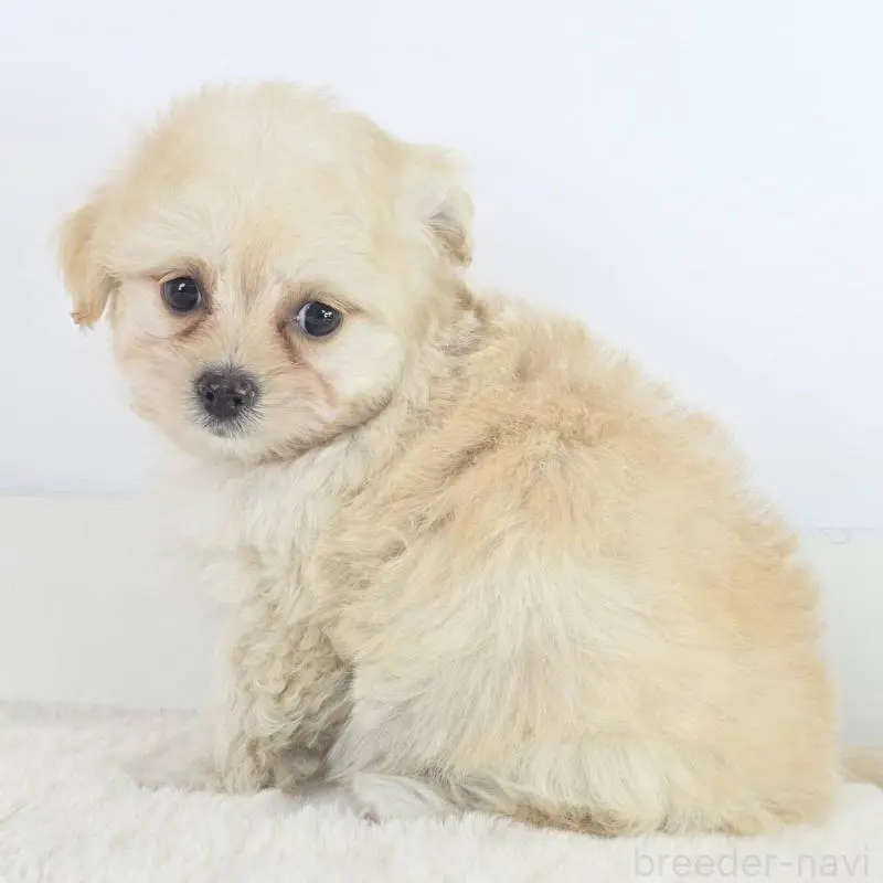 販売中の茨城県のミックス犬-451023の3枚目