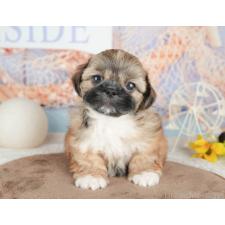 ♀︎ミックス犬