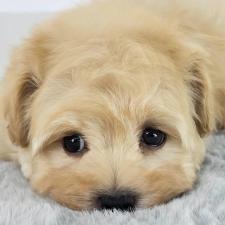 ♀︎マルプー:マルチーズ×トイプードル