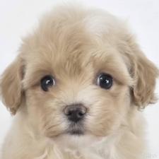 ♀︎マルプー:マルチーズ×トイプードル