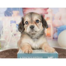 オンライン見学