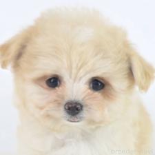 ♀︎ミックス犬