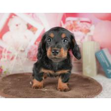 ♀︎ミニチュアダックスフンド(ロングヘアード)