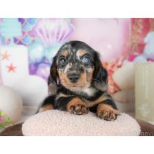 ♀︎ミニチュアダックスフンド(ロングヘアード)