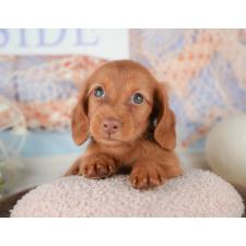 ♀︎ミニチュアダックスフンド(ロングヘアード)