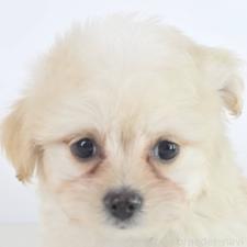 オンライン見学