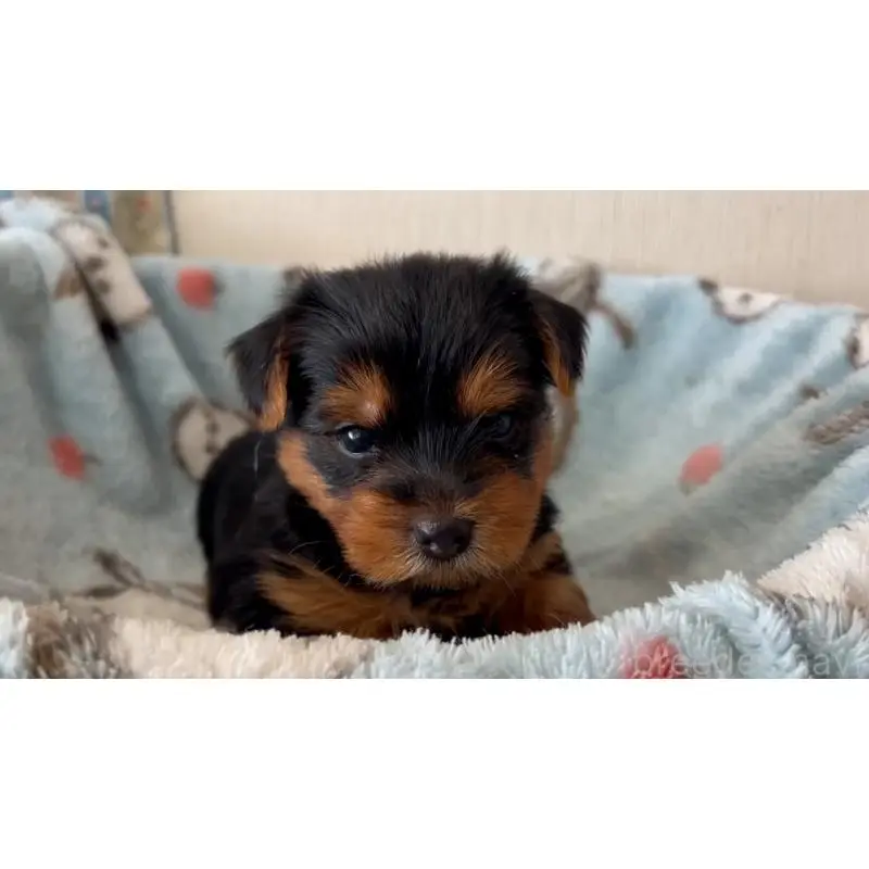 販売中の岡山県のヨークシャーテリア-451024の3枚目