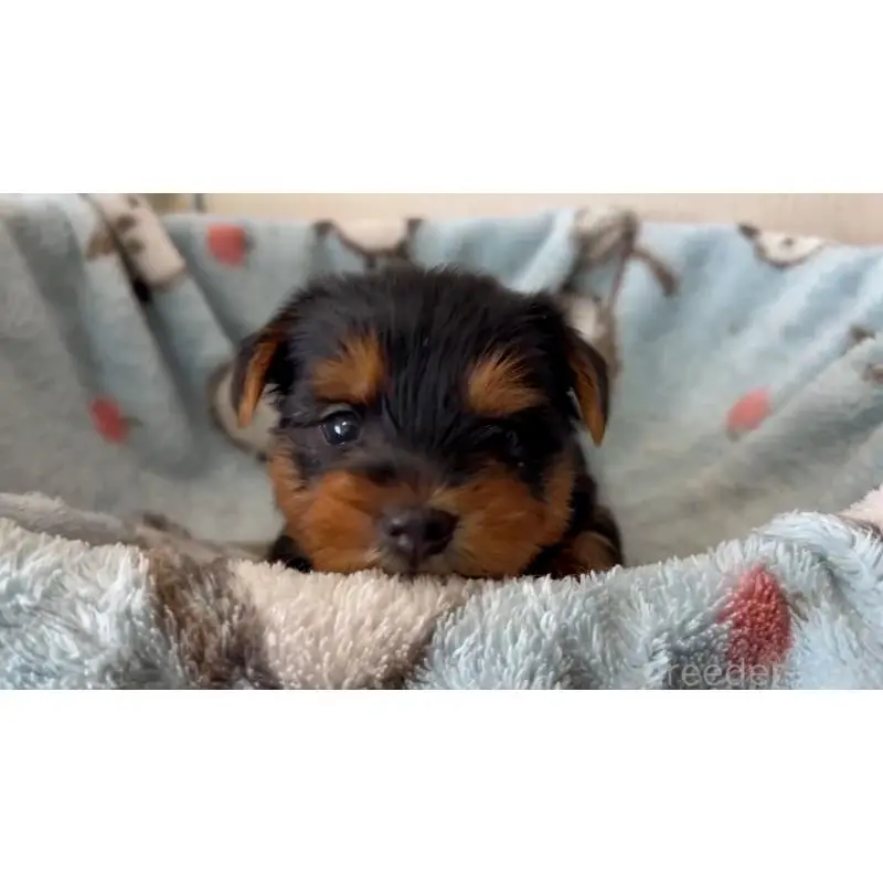 販売中の岡山県のヨークシャーテリア-451024の2枚目