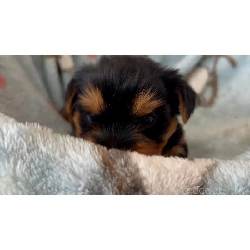 販売中の岡山県のヨークシャーテリア-451026の3枚目