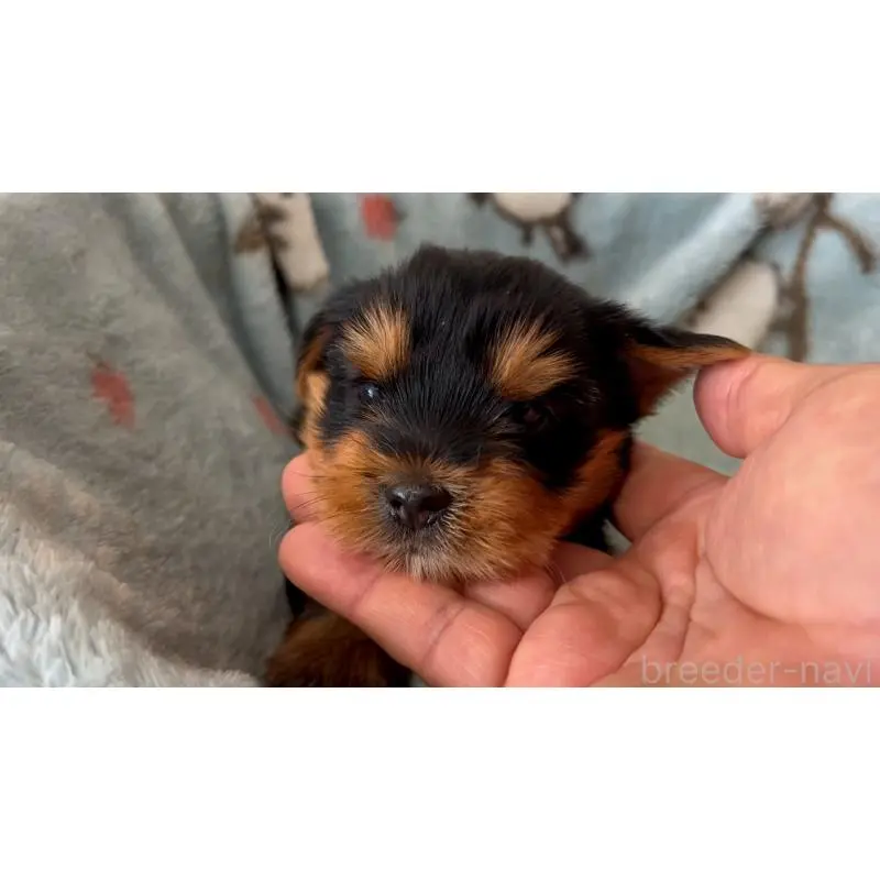 販売中の岡山県のヨークシャーテリア-451026の2枚目